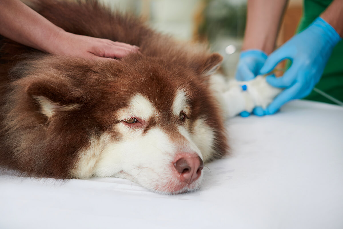 Quels sont les produits toxiques pour les animaux?