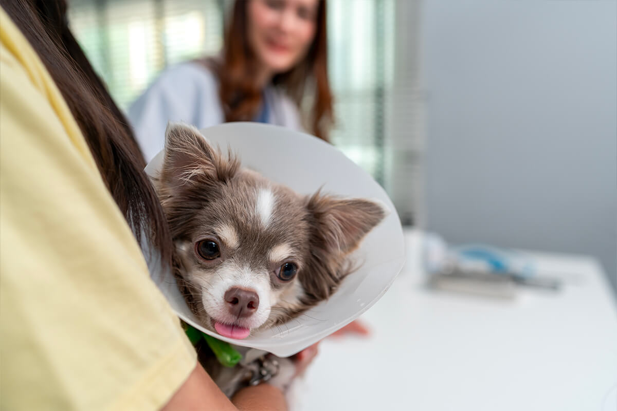 la stérilisation: La solution à la surpopulation animale