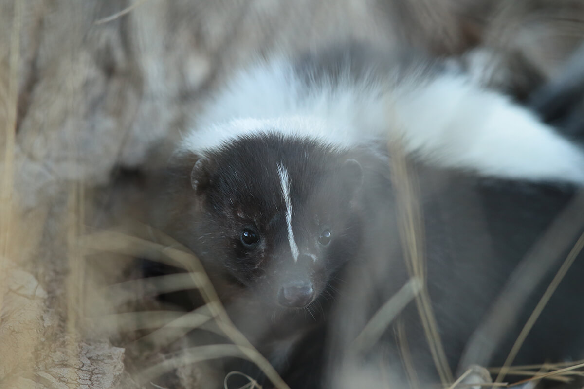 Recette pour faire fuir les mouffettes de votre jardin