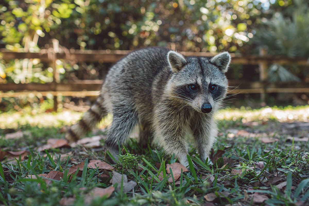 Prévenir l’établissement d’animaux sauvages