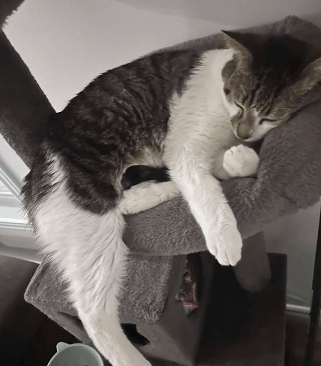 Merci de vous être occupé de notre bel Apollo