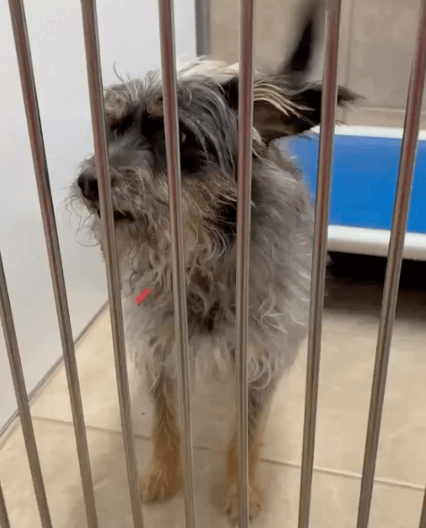 Floki, un amour de chien