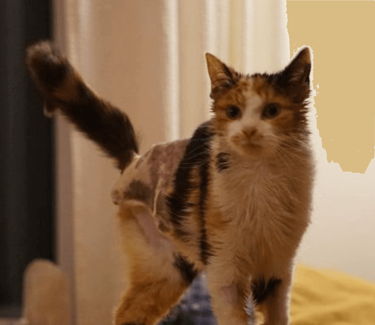 Portrait de Huguette, notre petite battante