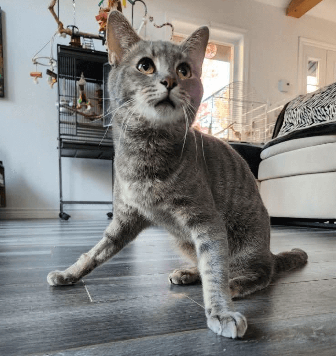 Des nouvelles de l’adoption de Léo