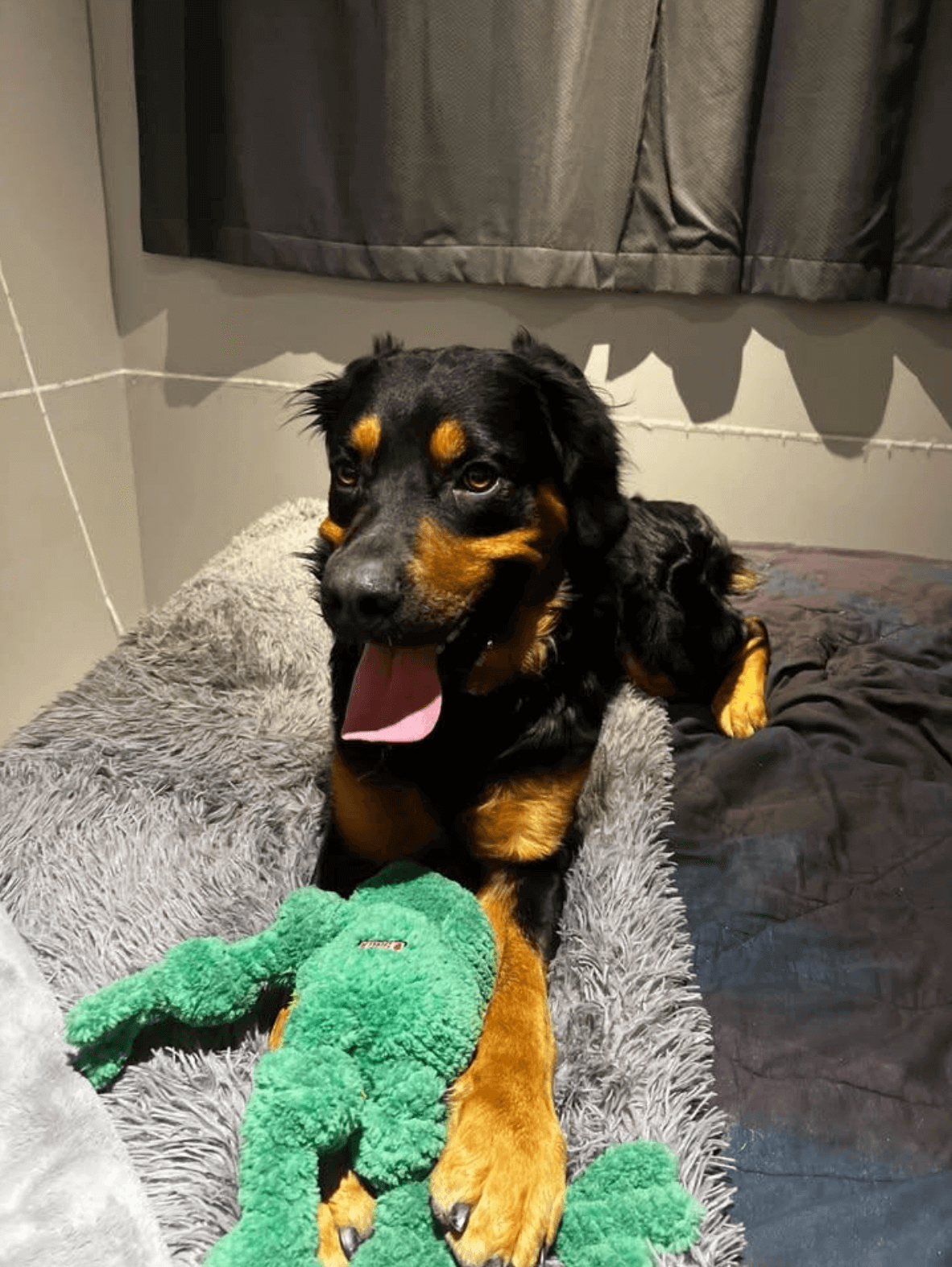 Mukki, une grosse boule de bonheur