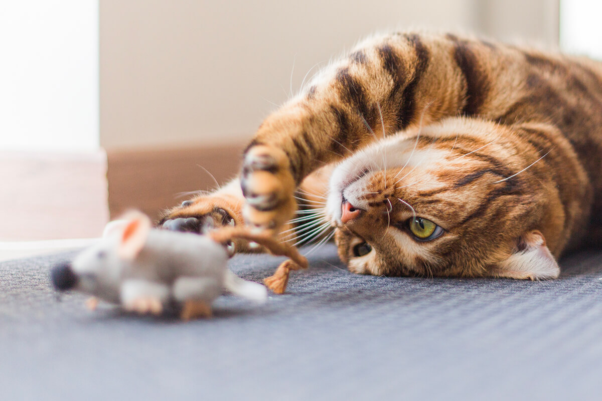 Jouets recommandés, à donner sous surveillance et à éviter