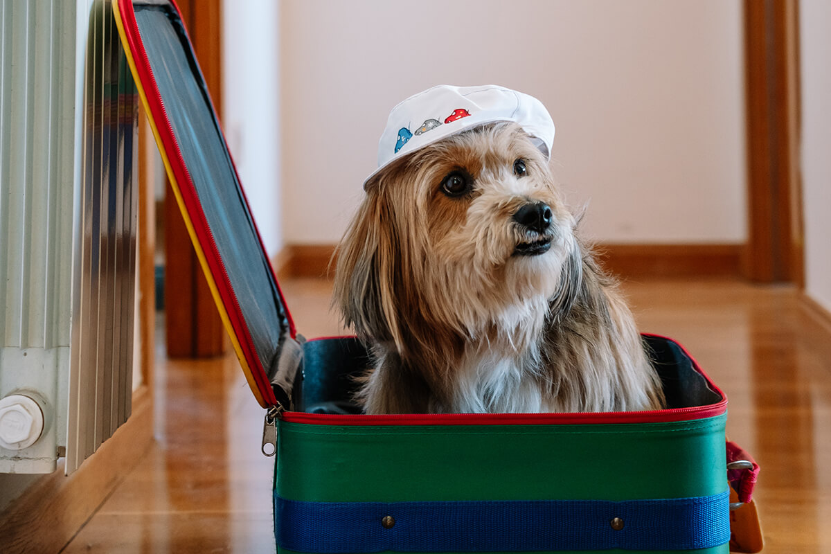 Prendre l’avion avec votre protégé