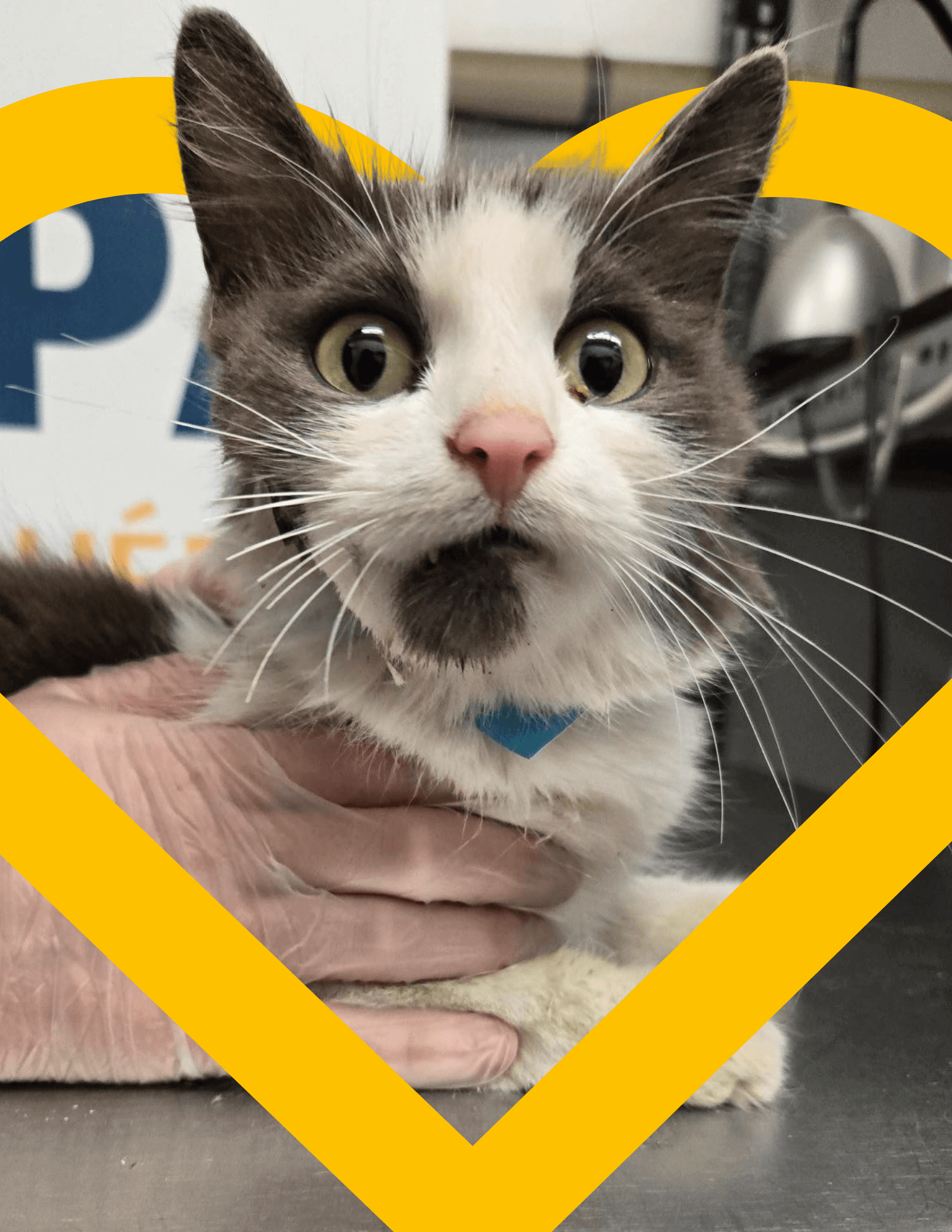 Septembre : Mois de la sensibilisation à la douleur animale