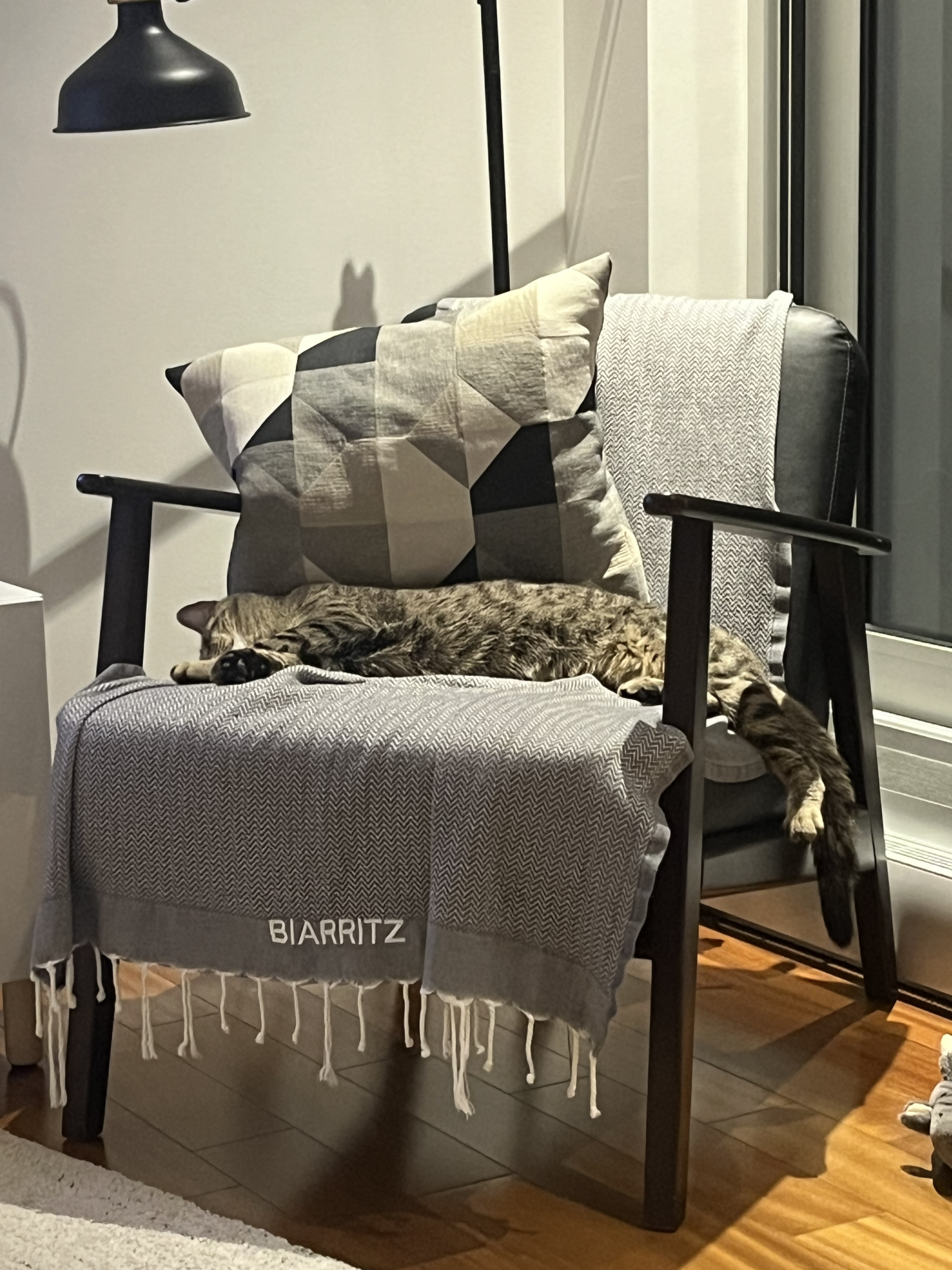 Savanah, une adoption réussie à 1000%