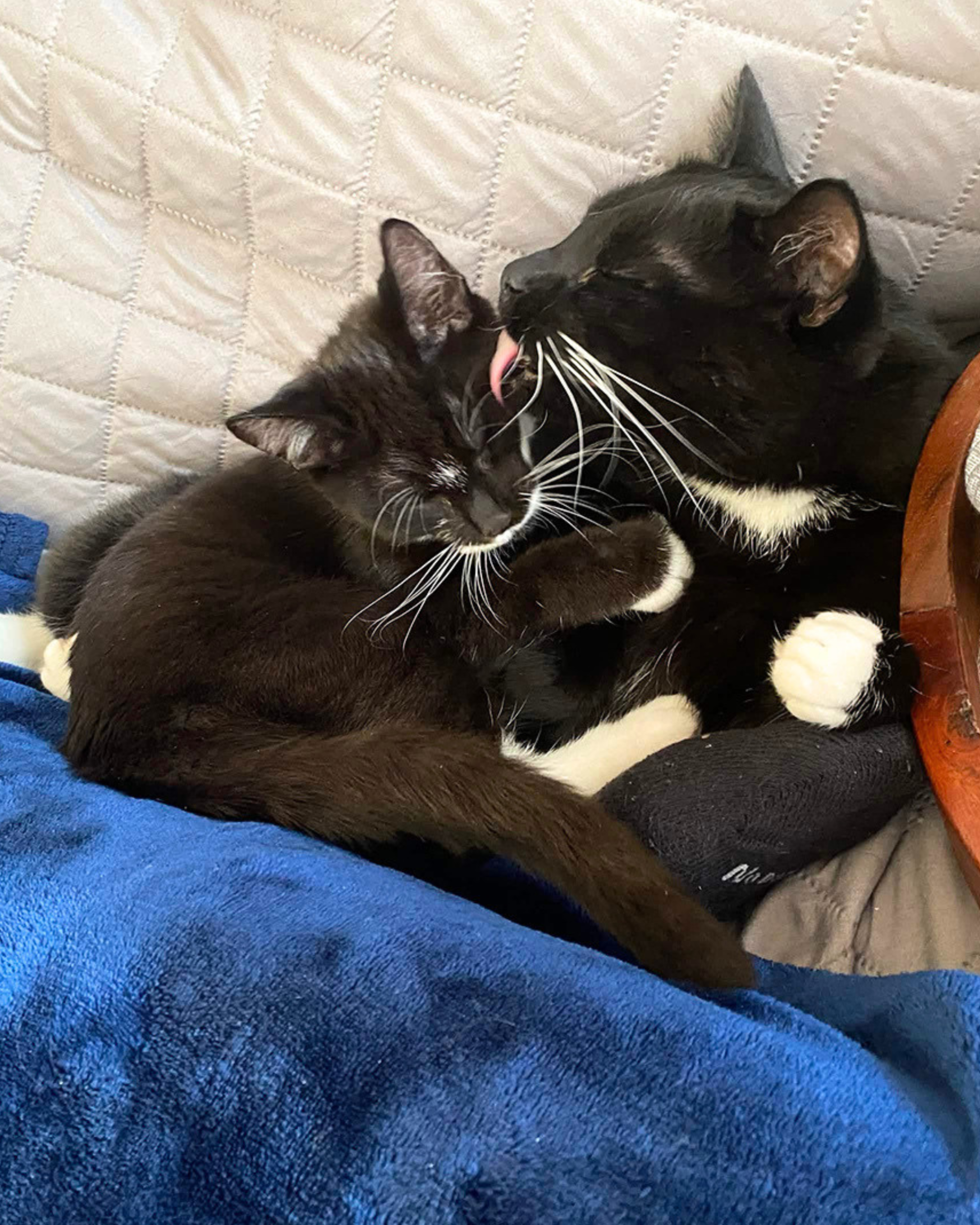 Catboy et Soot, les inséparables
