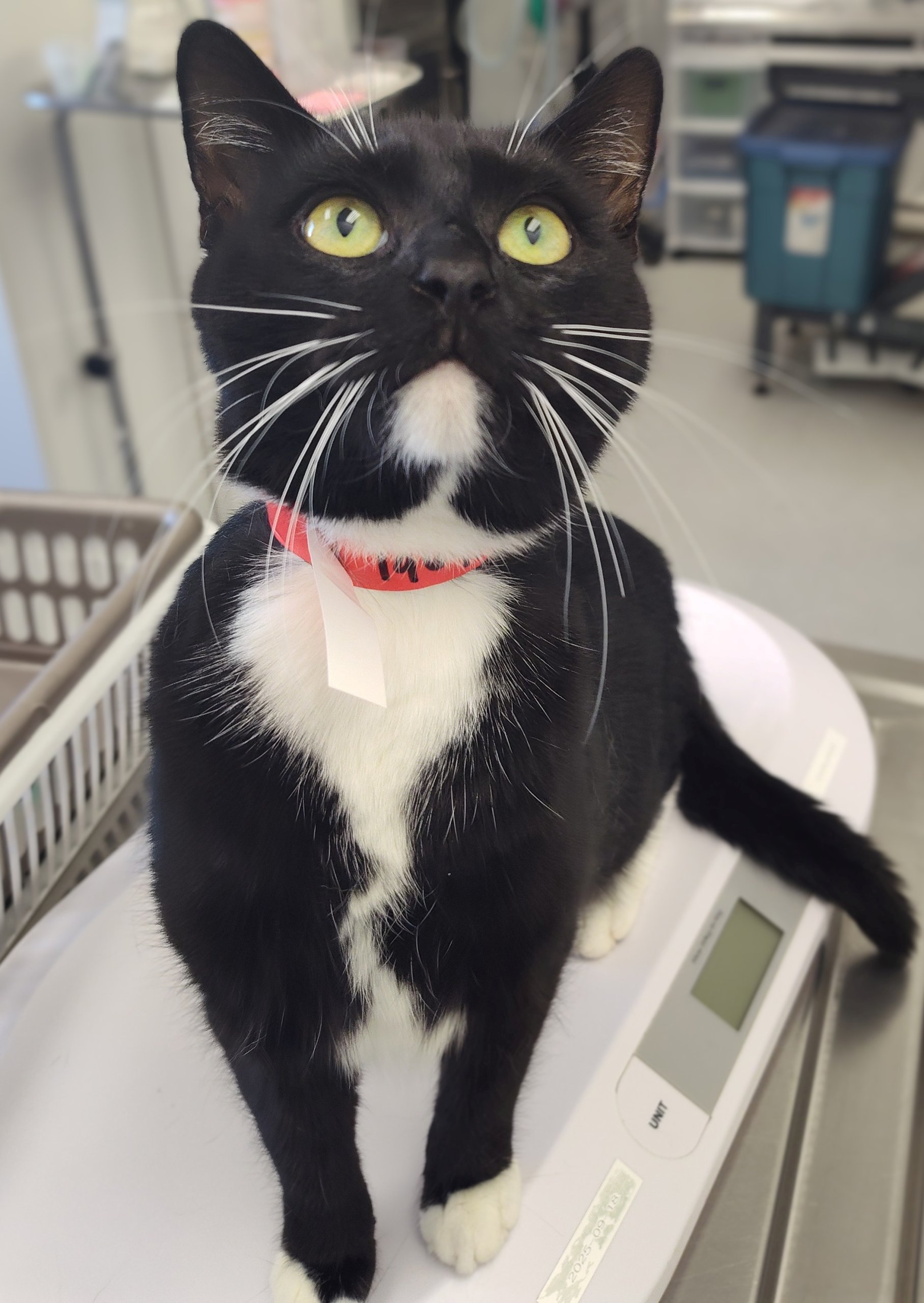 A-196915